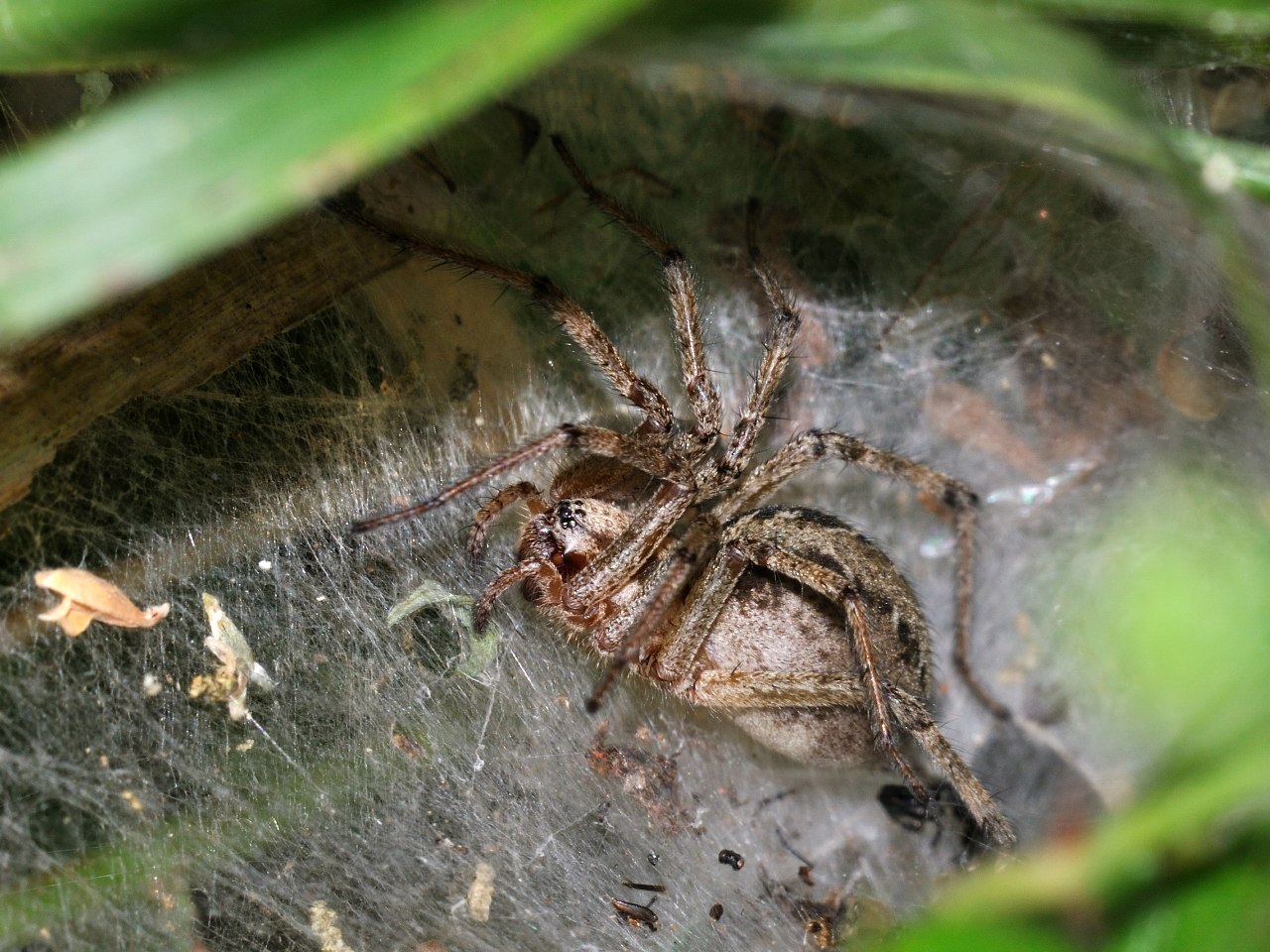 Agelena sp.